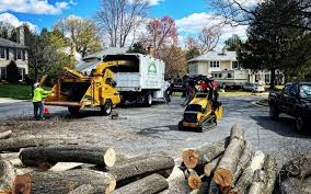 Best Tree Maintenance Programs  in Sewaren, NJ