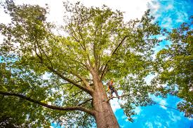 Best Tree Risk Assessment  in Sewaren, NJ