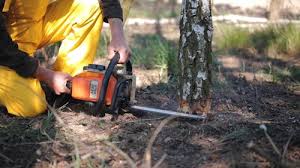 Best Lawn Disease Treatment  in Sewaren, NJ