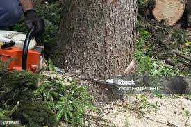 Trusted Sewaren, NJ Tree Removal Experts