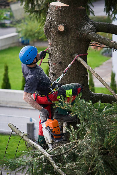 Best Emergency Tree Removal  in Sewaren, NJ
