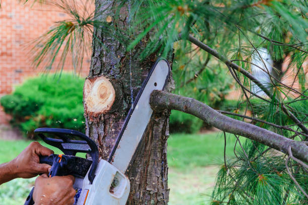How Our Tree Care Process Works  in  Sewaren, NJ